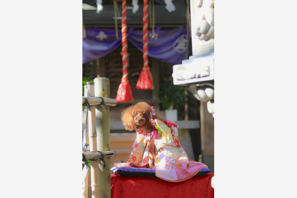 高橋 透（Coo&Sea STUDIO代表）が出張撮影した家族写真(キッズ,ベビーフォト)などが写った「七五三出張撮影＠東京」の家族写真