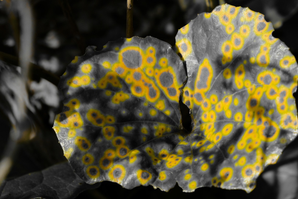 KotobukiPhotosが撮影した写真のアルバム「ストリートスナップ」