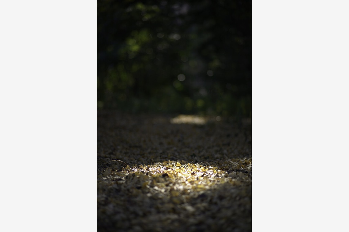 内山慎也が撮影した「植物」の写真