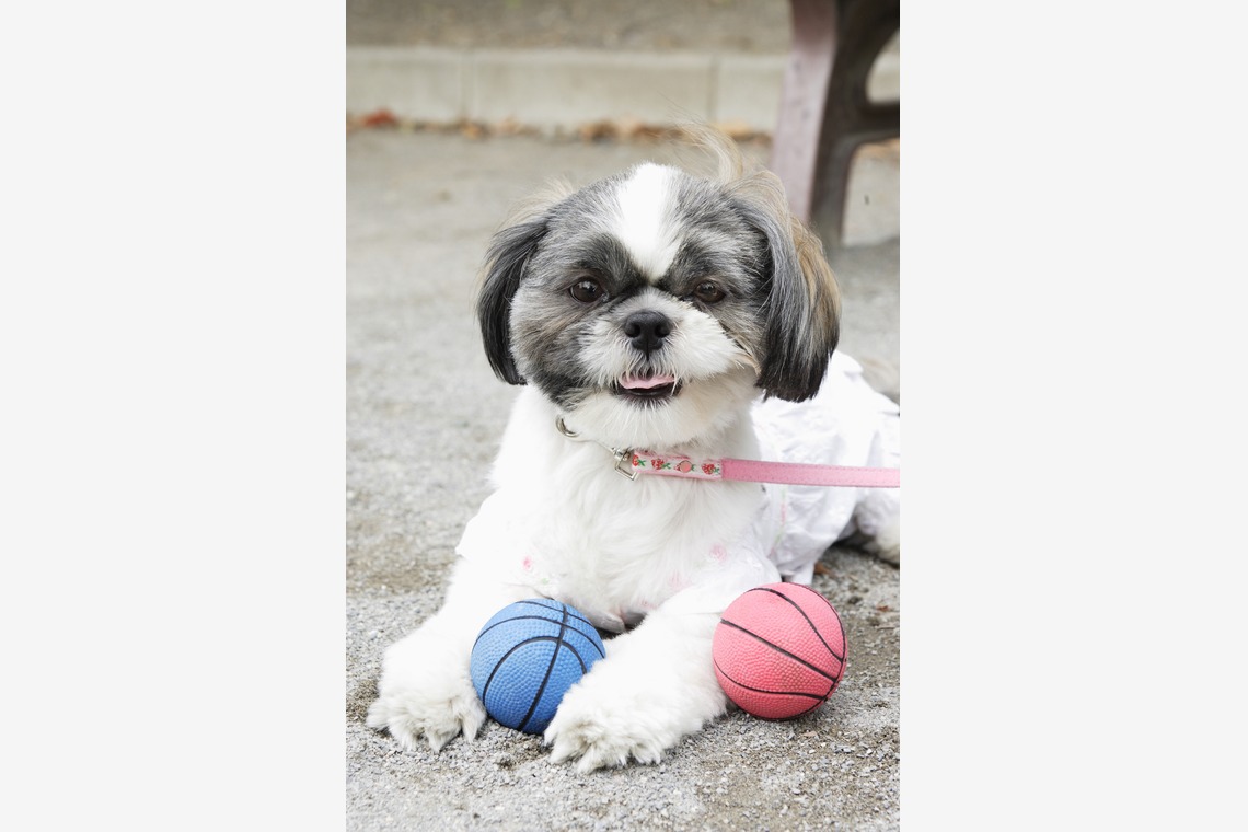 森安　照が撮影した「ペット撮影（犬・猫）」の写真