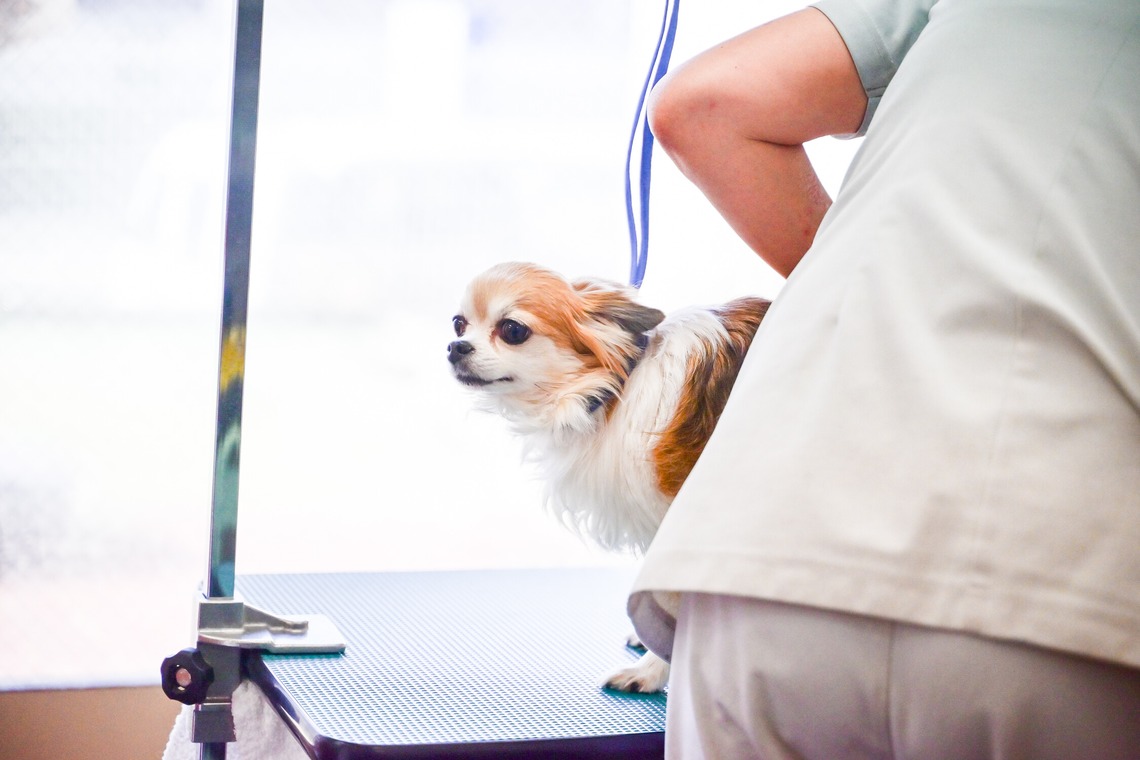 出張撮影 中村まみこが撮影した「トリミングサロンHP用撮影」の写真
