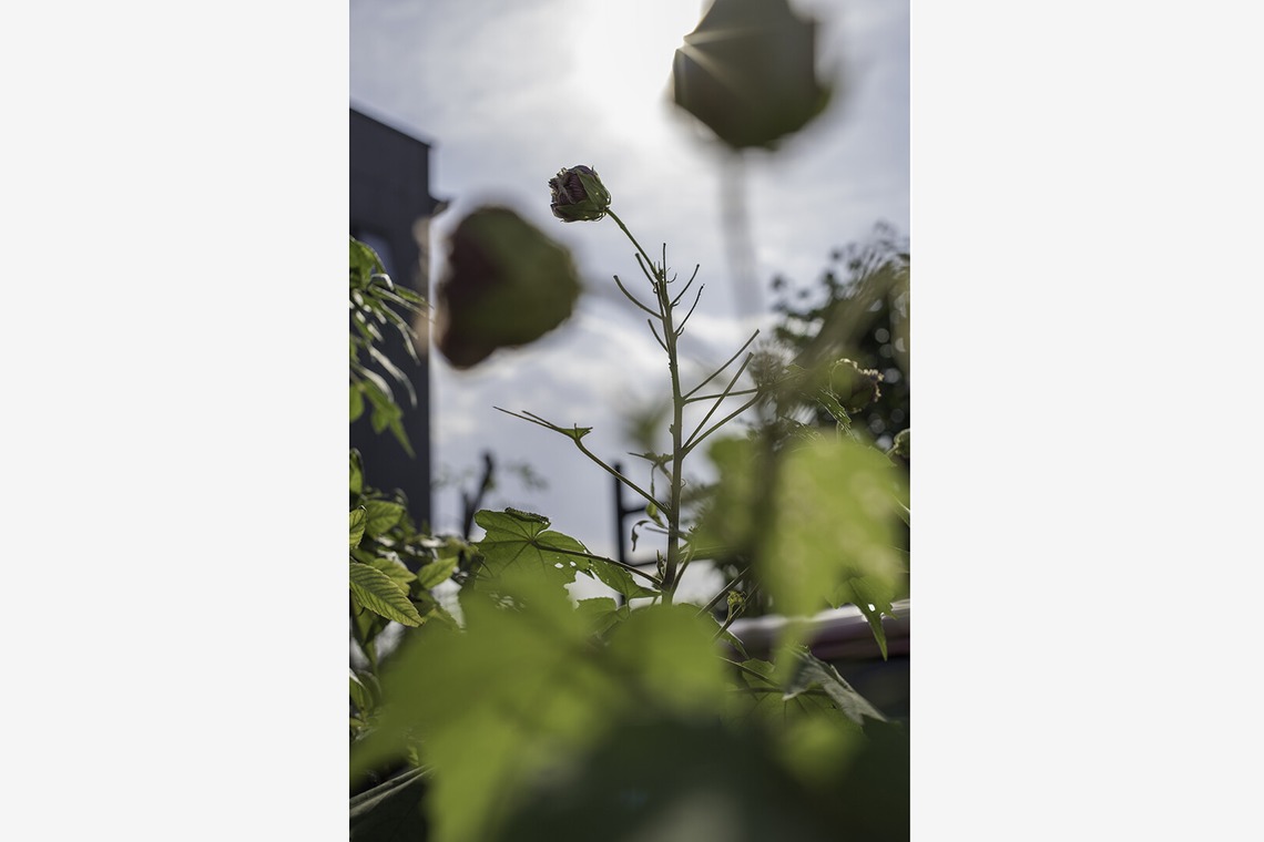内山慎也が撮影した「植物」の写真
