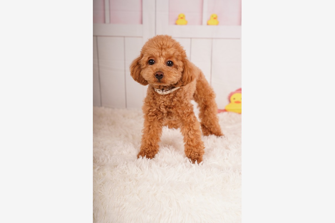 スタジオ　まるが撮影した写真のアルバム「ペット撮影」