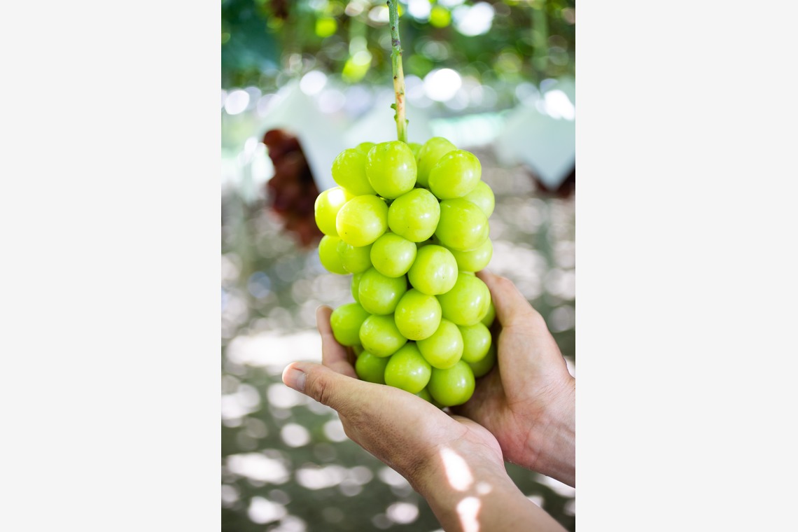 大森美紗生が撮影した写真のアルバム「農園宣材写真」