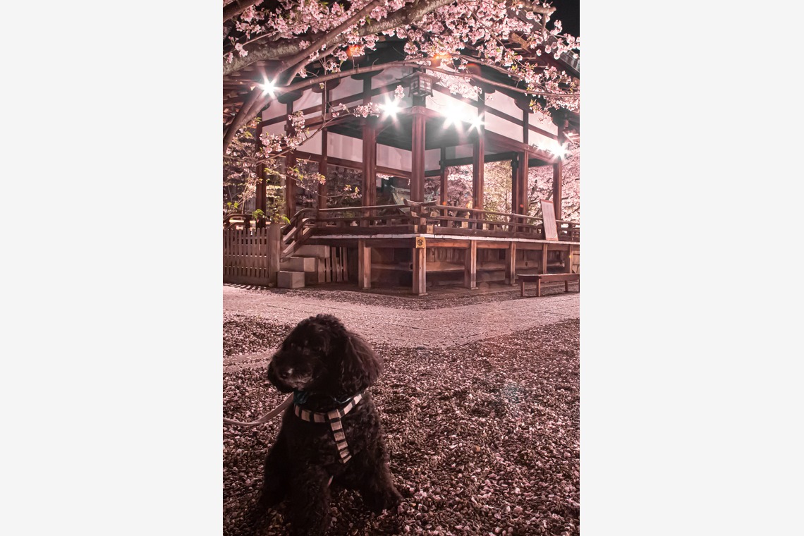 スマイルグローバルフォトが撮影した写真のアルバム「わんちゃん」