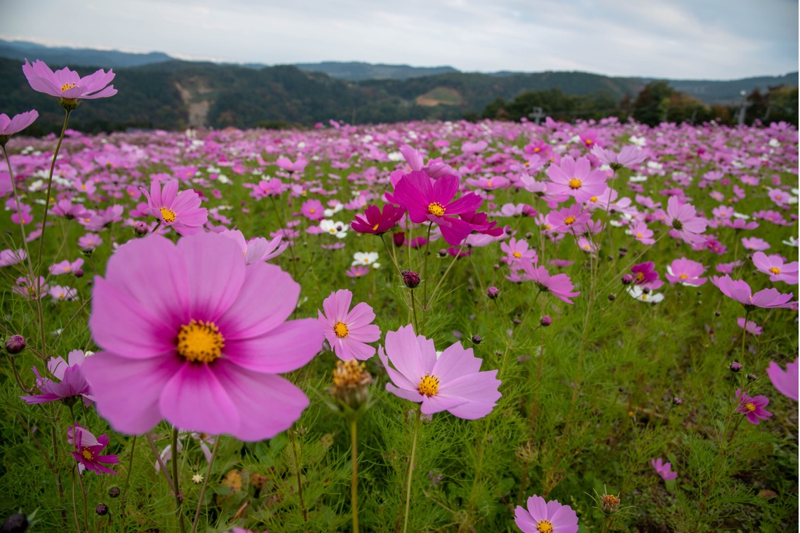 藤井が撮影した写真のアルバム「コスモス」