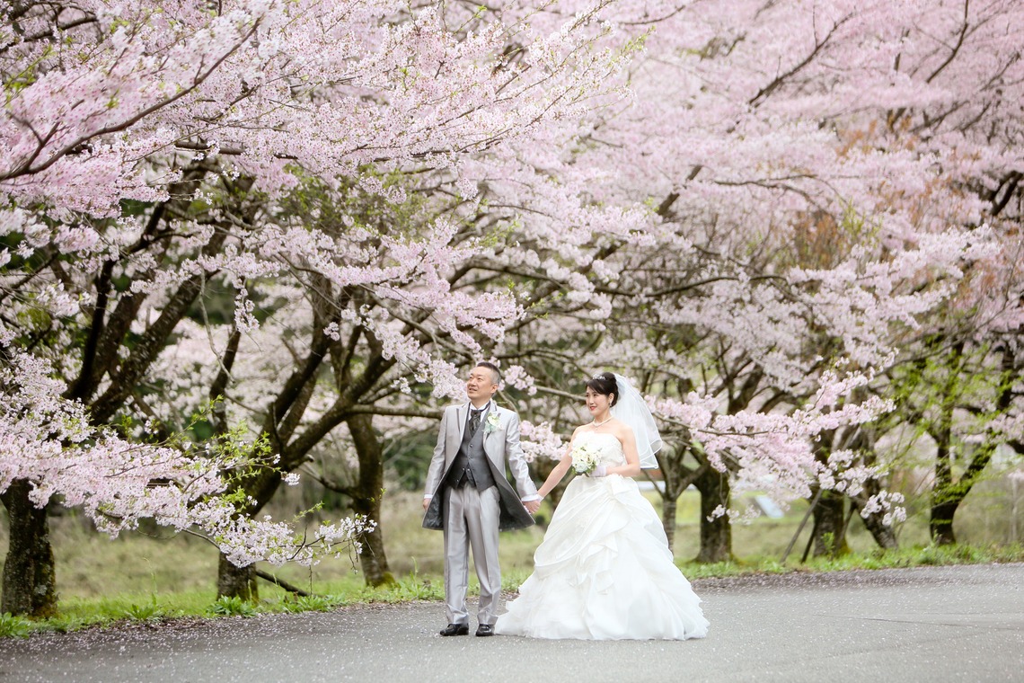 KIKIウェディングが撮影した写真のアルバム「桜　桜　桜」