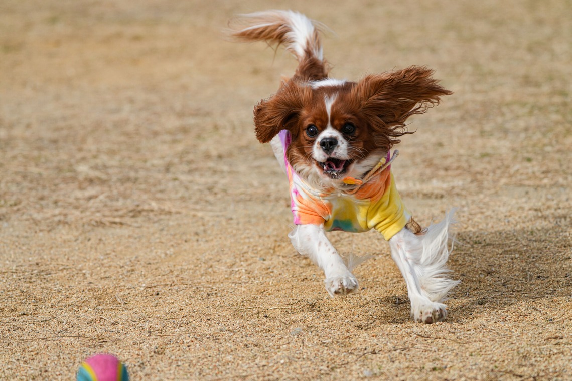 河野慈圓が撮影した写真のアルバム「ペット撮影」