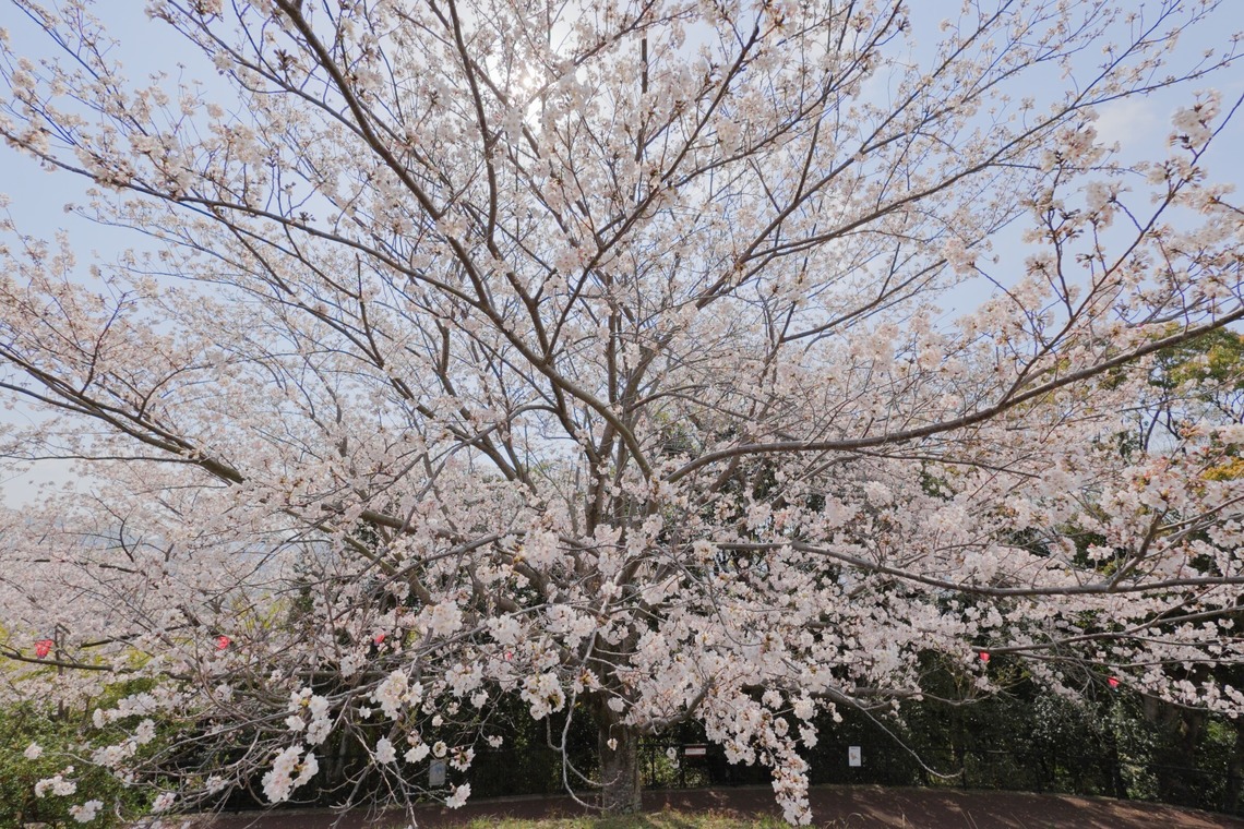 白石隆一郎が撮影した写真のアルバム「旅スナップ」