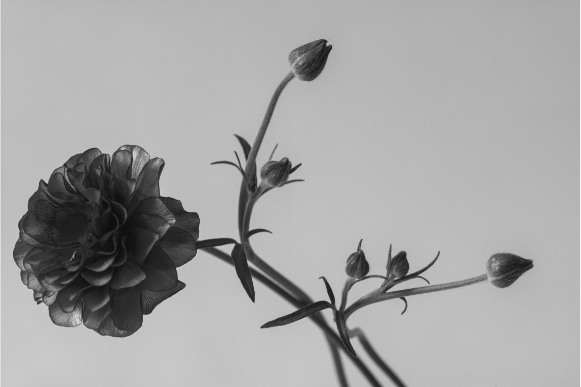 NOJYO高木俊幸写真事務所が撮影した写真のアルバム「花」