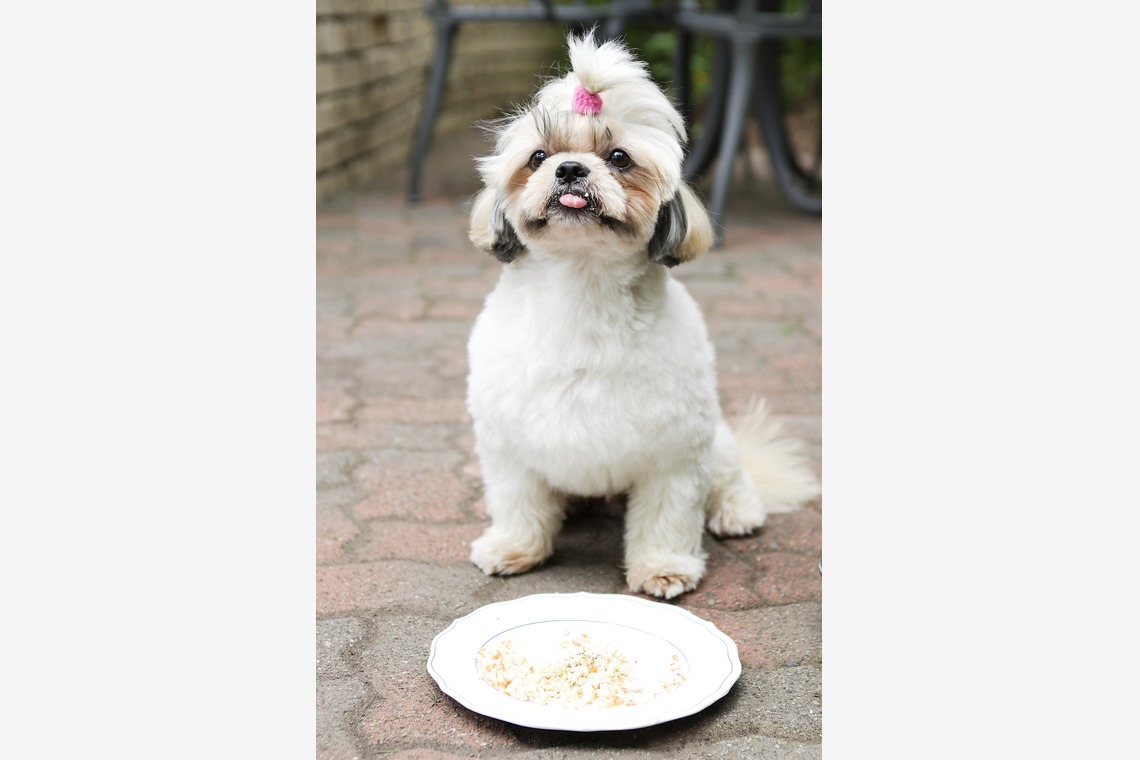 森安　照が撮影した「ペット撮影（犬・猫）」の写真