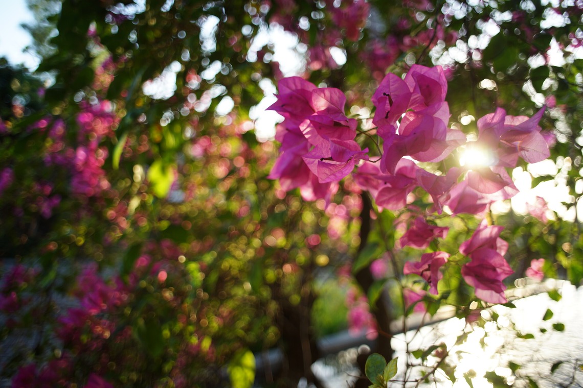 難波卓美が撮影した「街角スナップ」の写真