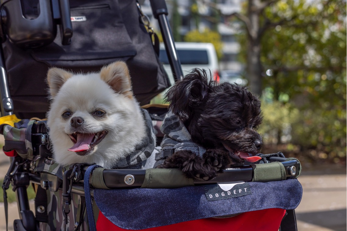 沖山俊樹が撮影した写真のアルバム「ペット_20230330_有明ガーデン」