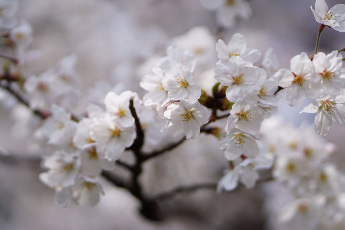 出張撮影のメモリーズが撮影した「nature-アラカルト」の写真