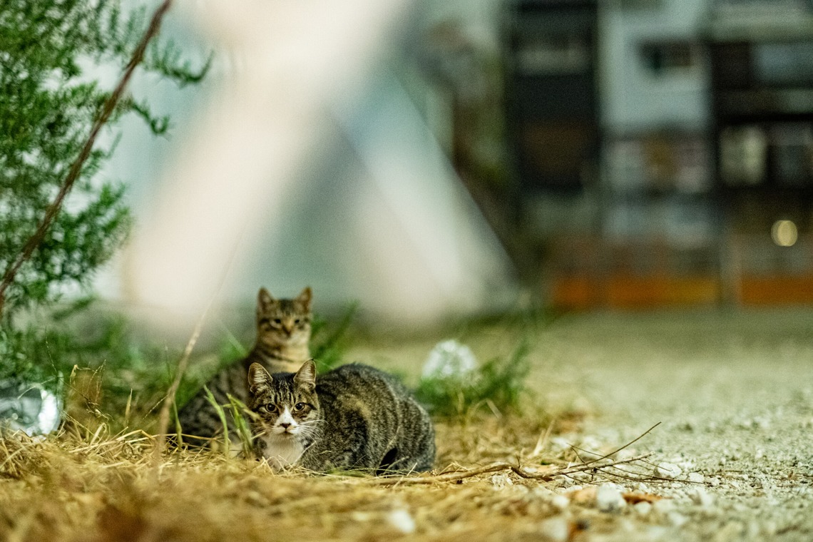 スタジオファンタスが撮影した「通天閣界隈」の写真