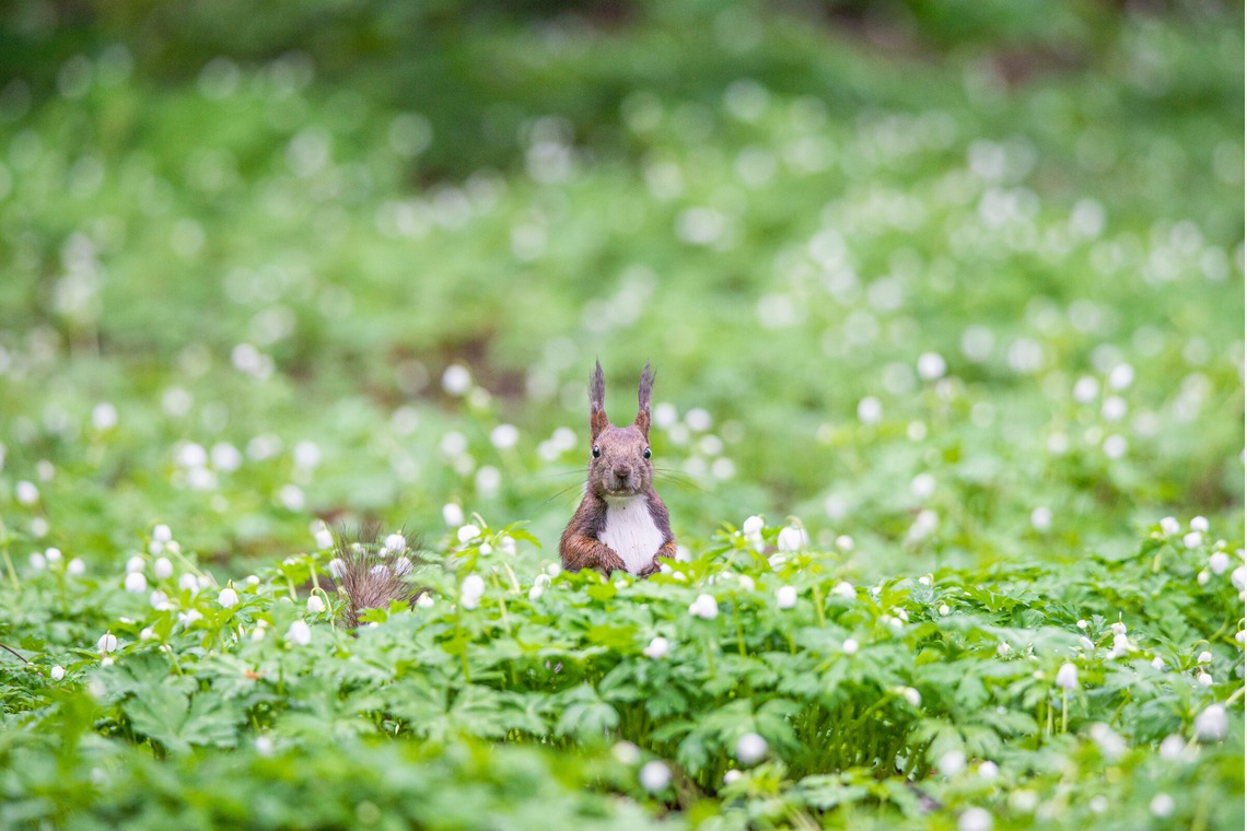 山口奈緒が撮影した「プライベートでの撮影（野生動物）」の写真