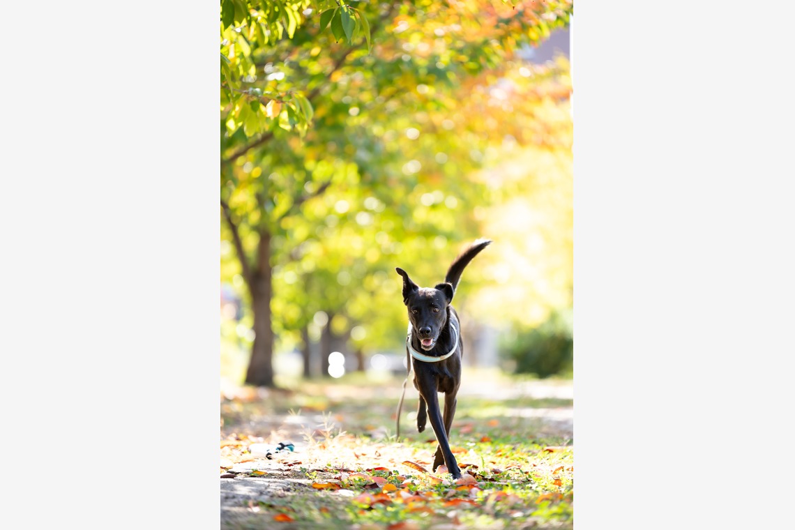 KOGA写真が撮影した「犬・わんこ撮影」の写真