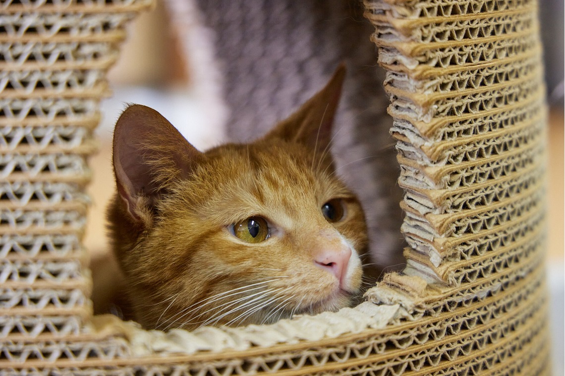 有限会社エルフラットが撮影した写真のアルバム「猫カフェ」