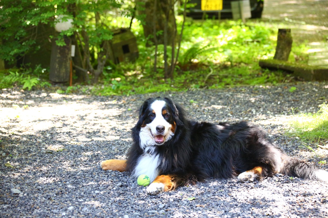 TSD officeが撮影した写真のアルバム「ペット撮影」