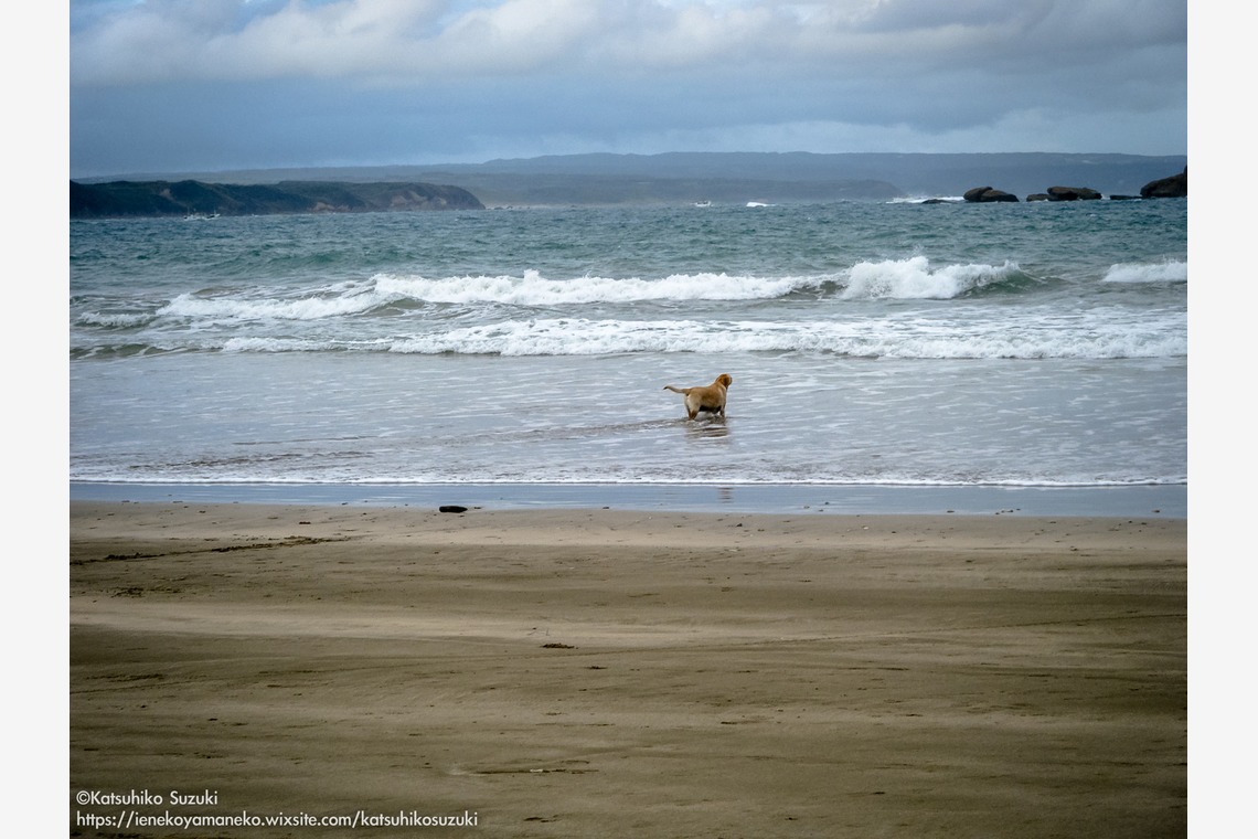 Katsuhiko Suzukiが撮影した「Portfolio」の写真