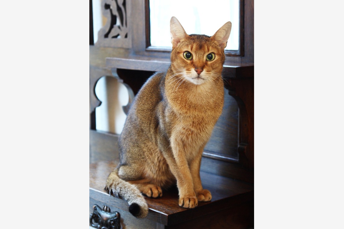 森安　照が撮影した「ペット撮影（犬・猫）」の写真