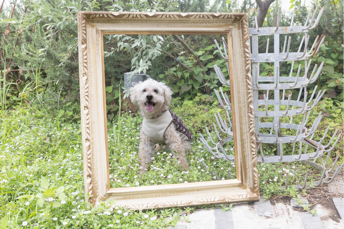 ミヤタカズコが撮影した写真のアルバム「DOG フォト」