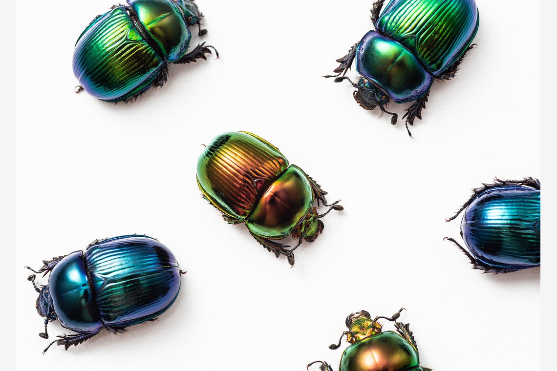 蒼繭写真事務所