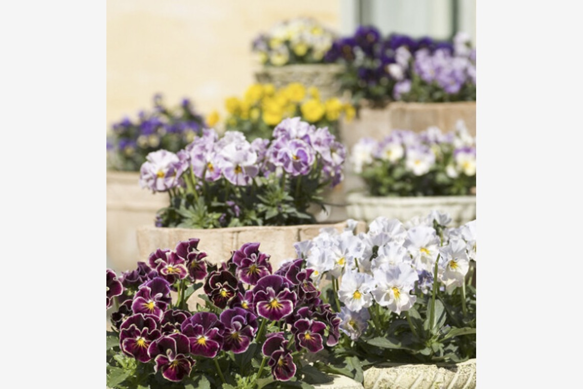 有限会社　澤田スタジオが撮影した「花、植物」の写真