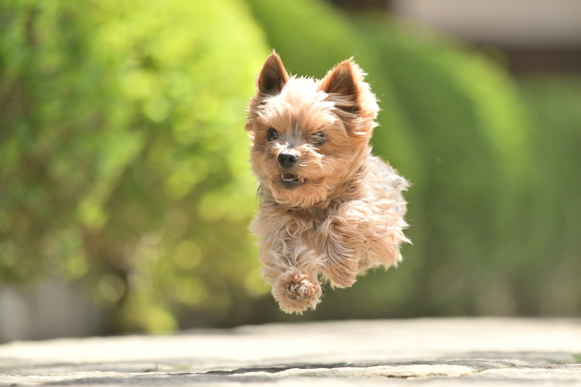 大熊和輝が撮影した「ペット撮影」の写真