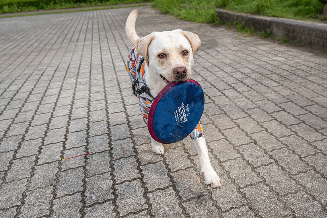 吉田佳央が撮影した「DOG SHOOTING」の写真