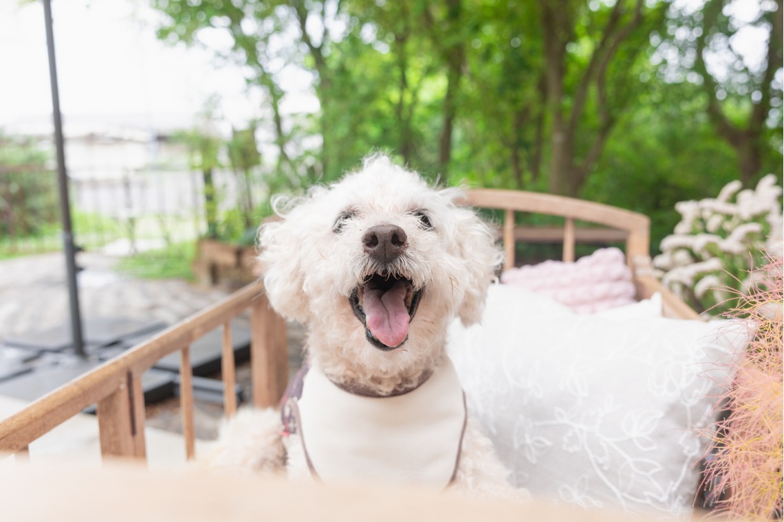 ミヤタカズコが撮影した「DOG フォト」の写真