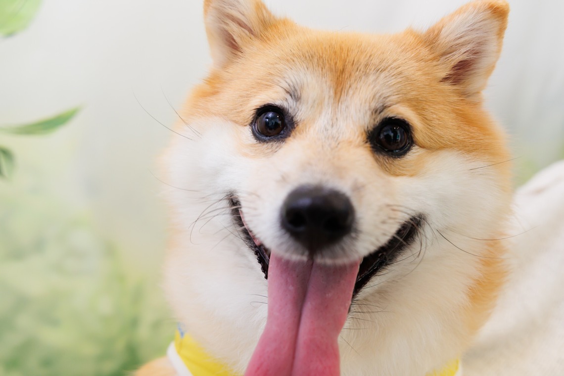 世登理恵が撮影した「ペット」の写真