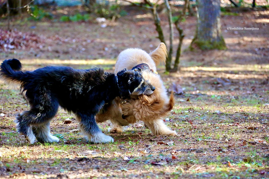 TSD officeが撮影した「ペット撮影」の写真