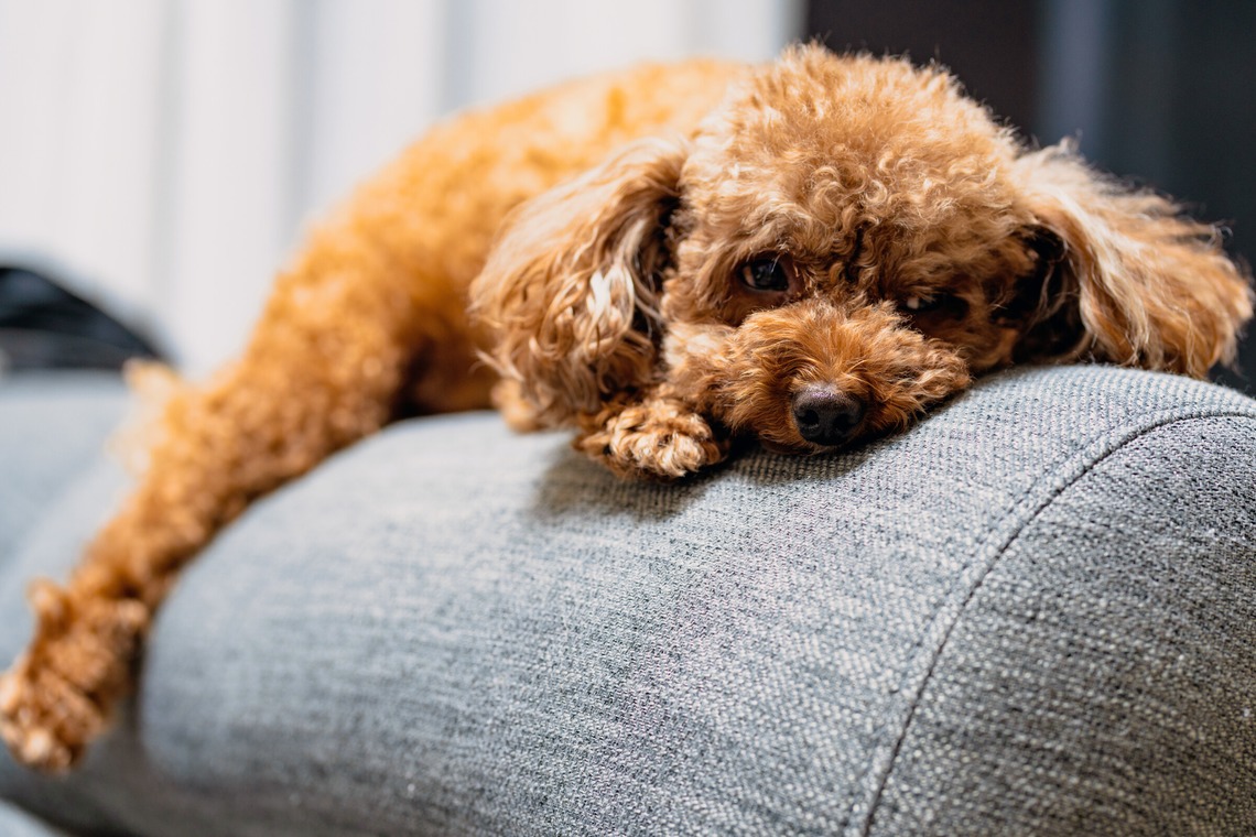 中谷新が出張撮影した家族写真(キッズ,ベビーフォト)などが写った「Maruちゃん」の家族写真