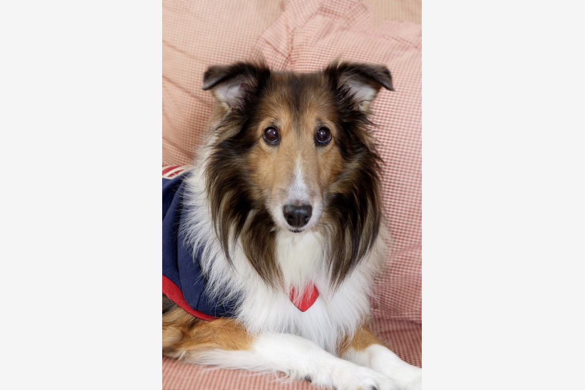 森安　照が撮影した「ペット撮影（犬・猫）」の写真