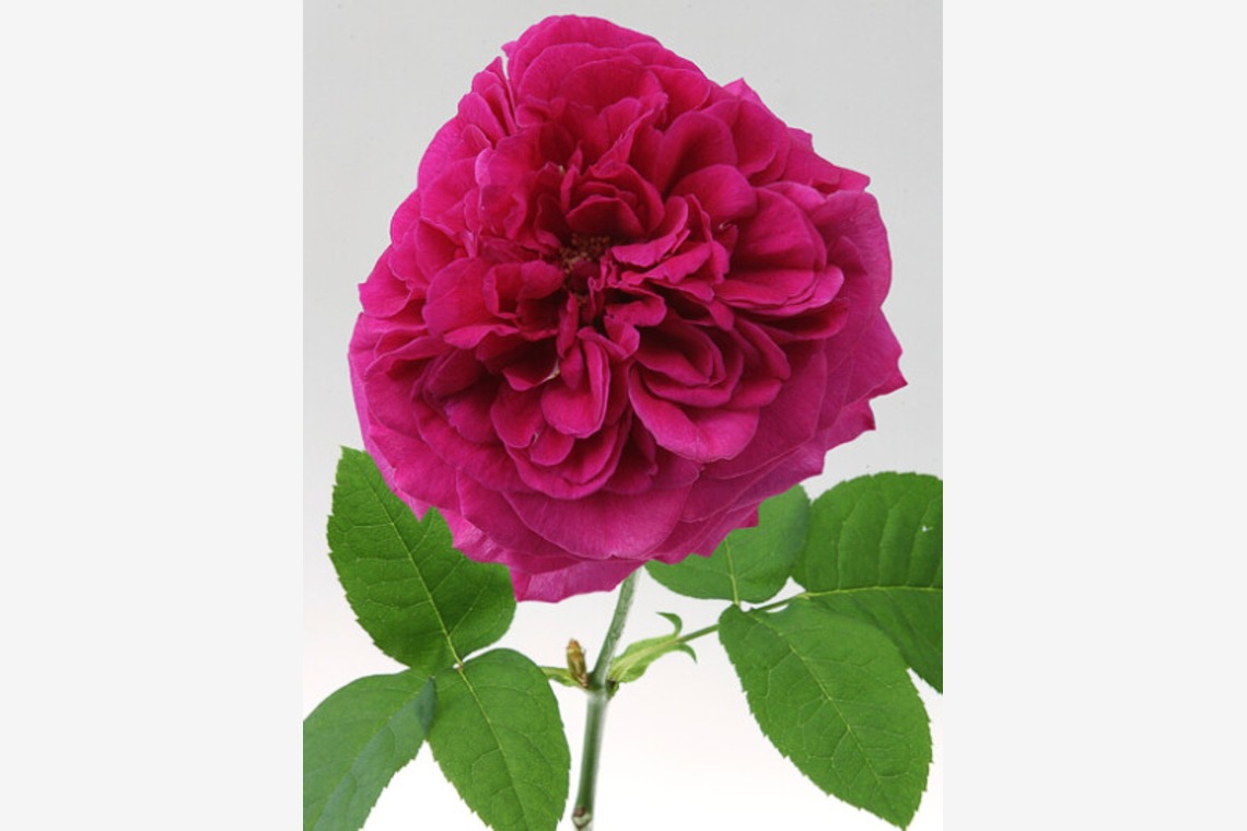 有限会社　澤田スタジオが撮影した「花、植物」の写真