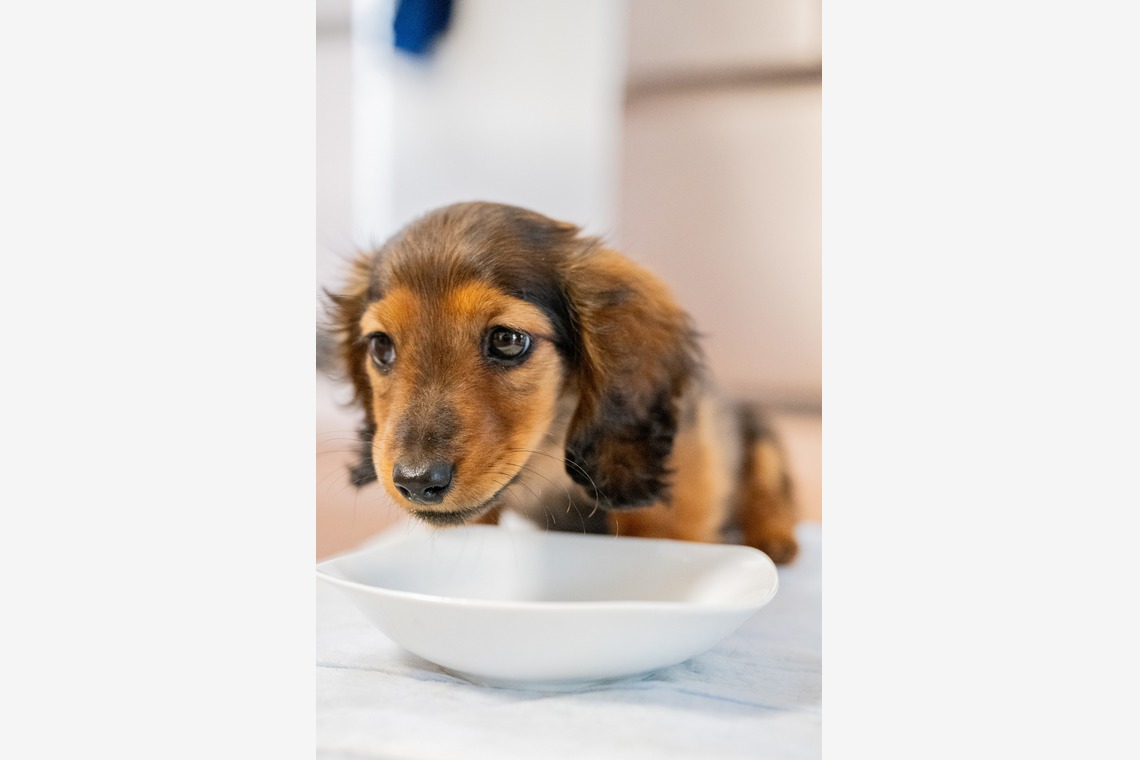 Yphotoが撮影した写真のアルバム「ペット」