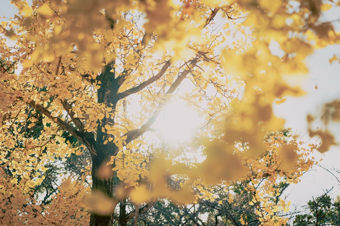 Etographが撮影した「風景」の写真