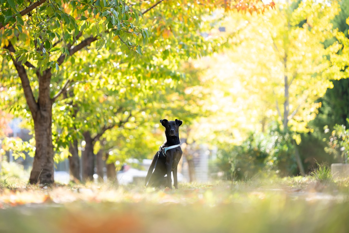 KOGA写真が出張撮影した家族写真(キッズ,ベビーフォト)などが写った「犬・わんこ撮影」の家族写真