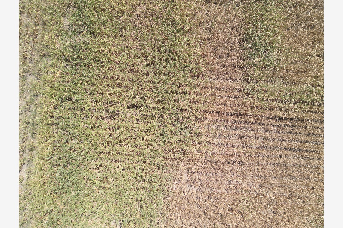 アナハイムエレクトロニクスが撮影した「震災農地調査」の写真