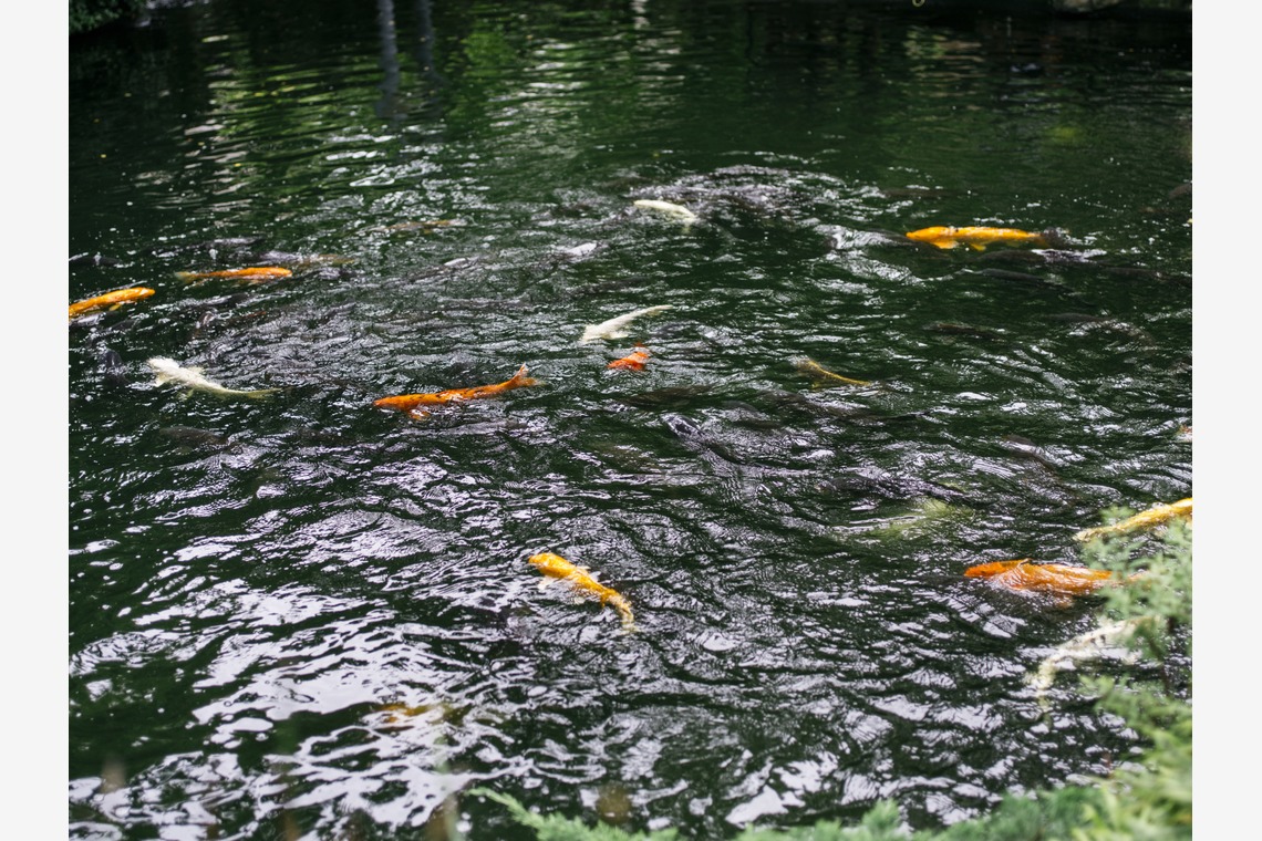 植村由理が撮影した「愛宕神社での挙式と小笠原伯爵邸での披露宴」の写真