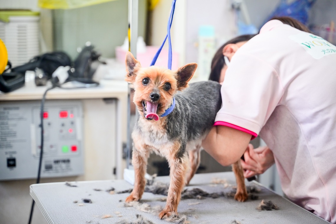 出張撮影 中村まみこが撮影した「トリミングサロンHP用撮影」の写真