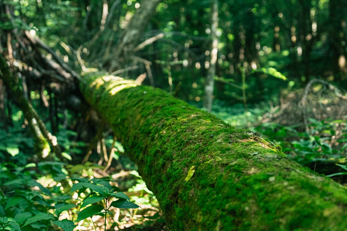 Aya Petite Photographyが撮影した「ロケーション撮影（キャンプ場）」の写真
