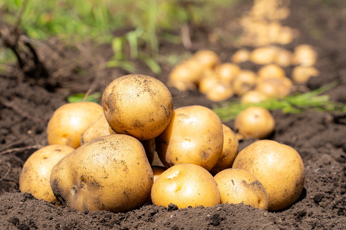 石橋宙大が撮影した写真のアルバム「農家さん撮影」