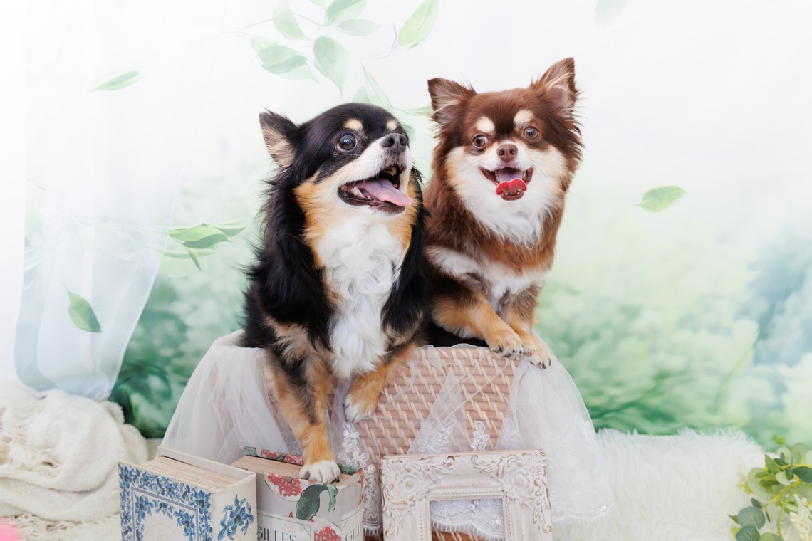 世登理恵が撮影した「ペット」の写真