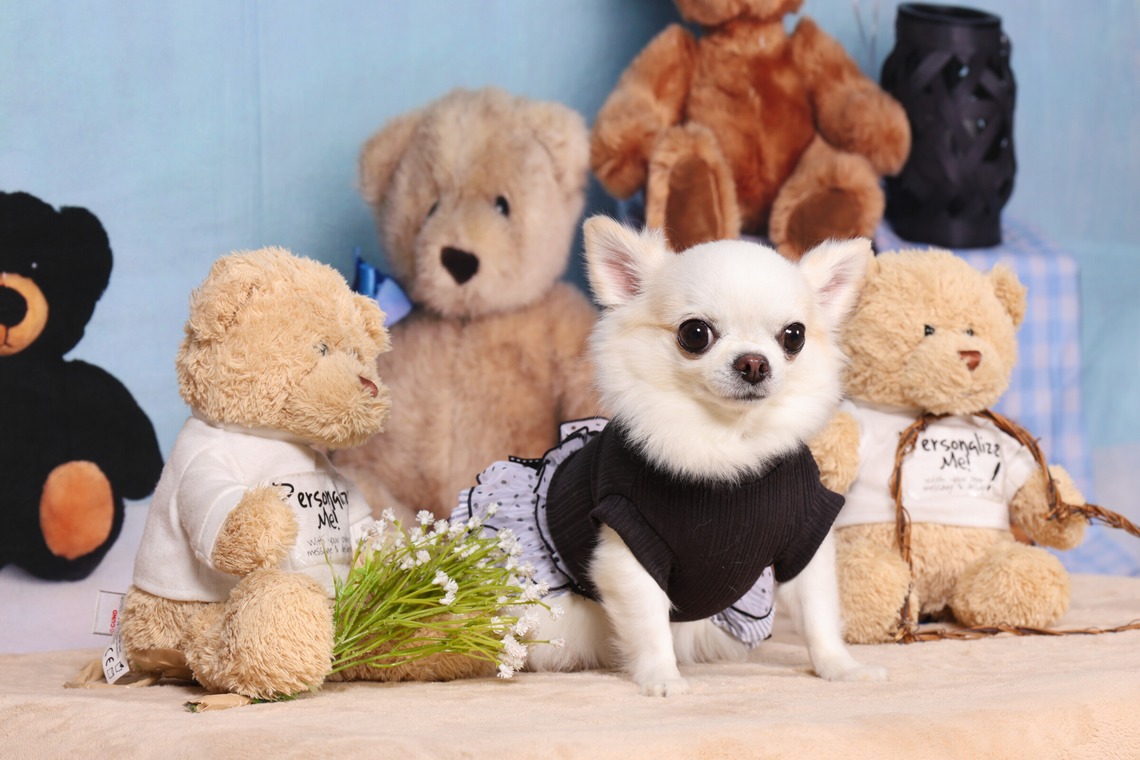 WithshopJapanが撮影した写真のアルバム「ペット撮影」