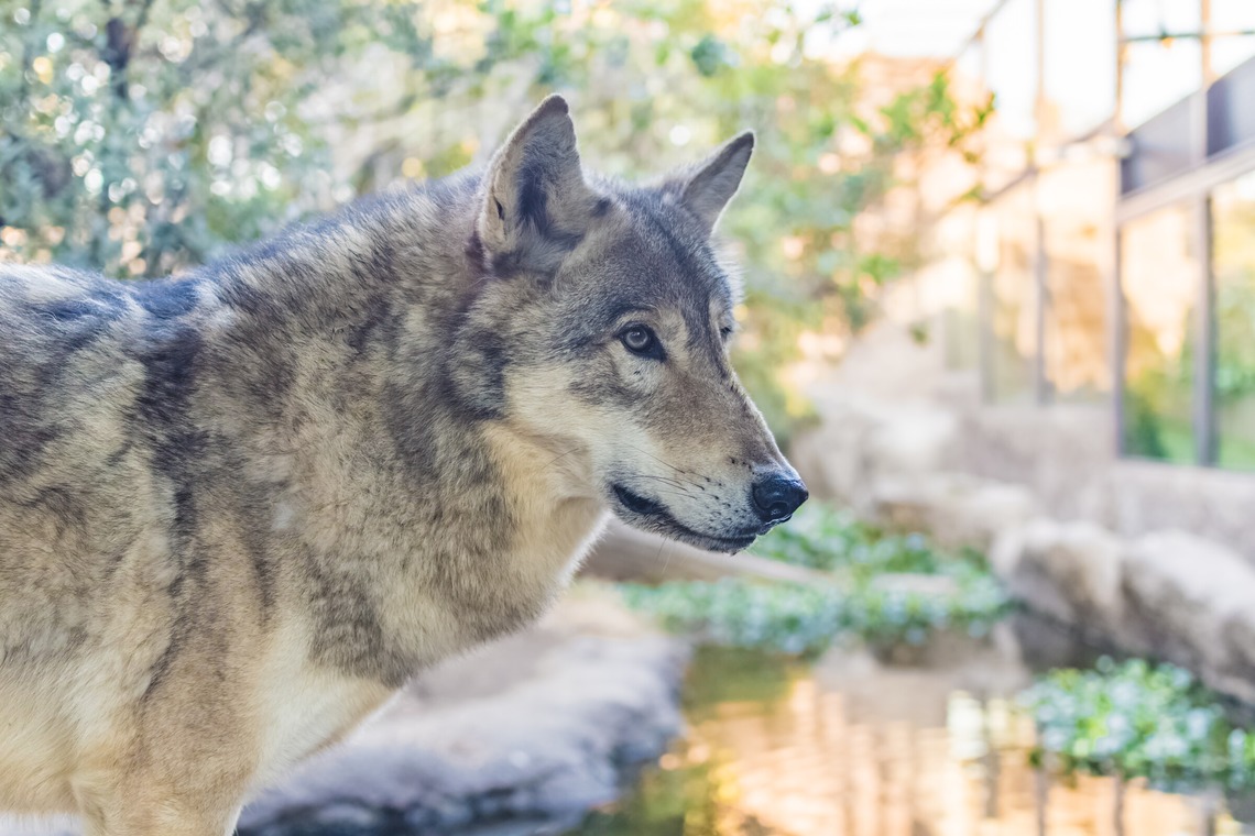 フォトスタジオ　ちっくたっくが撮影した「動物」の写真