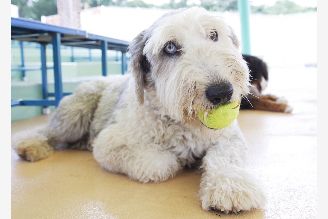 森安　照が撮影した写真のアルバム「ペット撮影（犬・猫）」