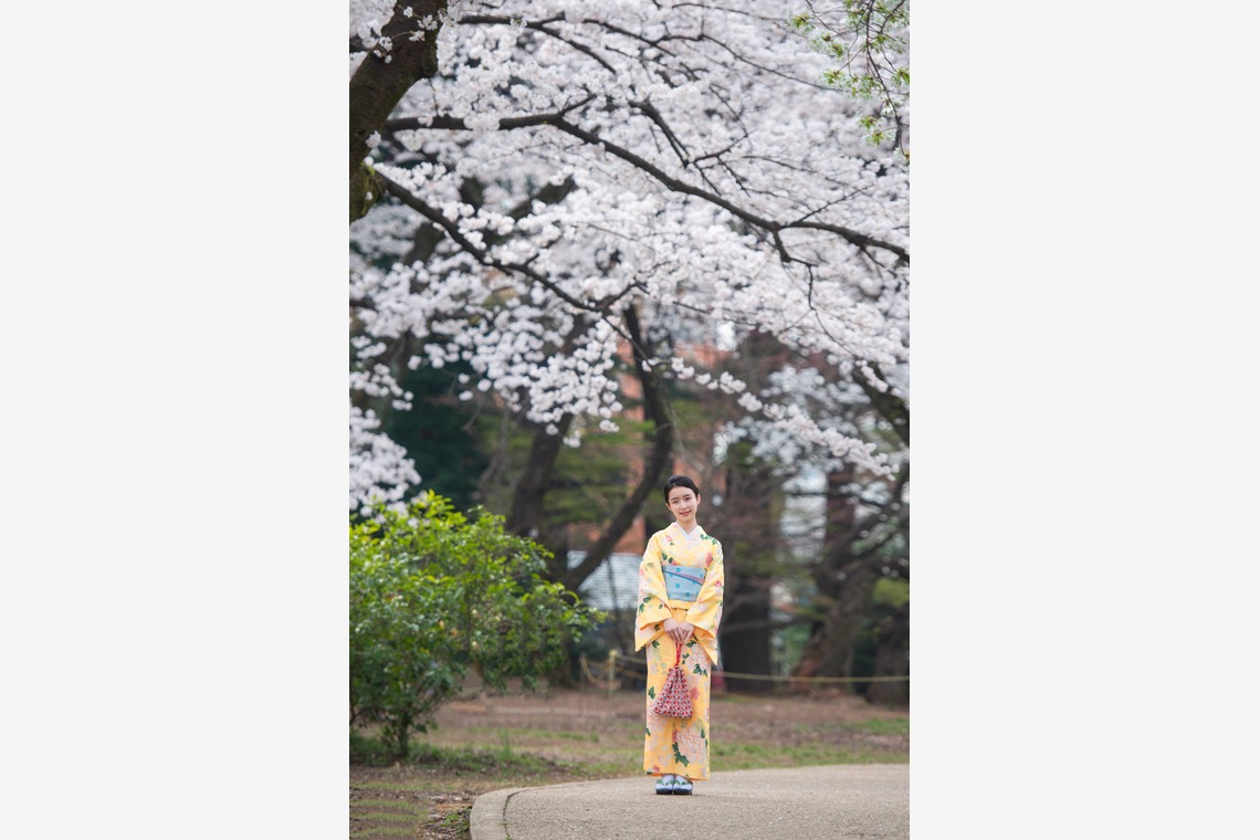 アラタンホヤガが撮影した写真のアルバム「着物撮影　桜」