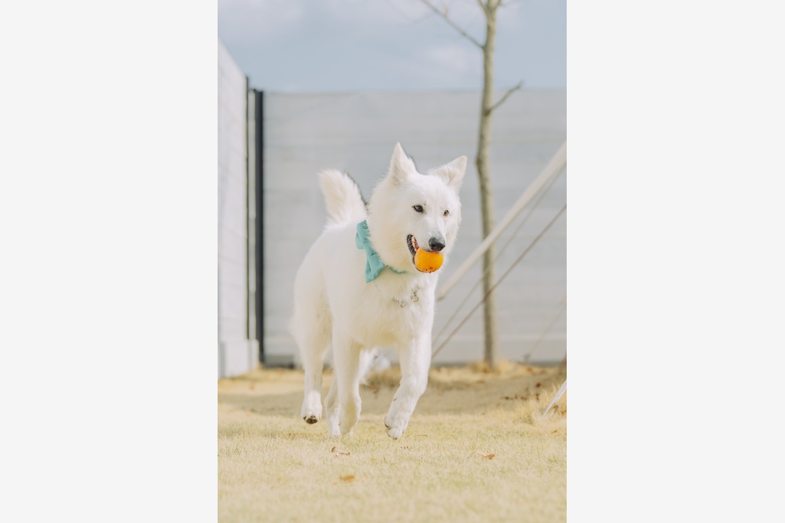 Keiphotoが撮影した写真のアルバム「ペット撮影（ご自宅やロケーション）」